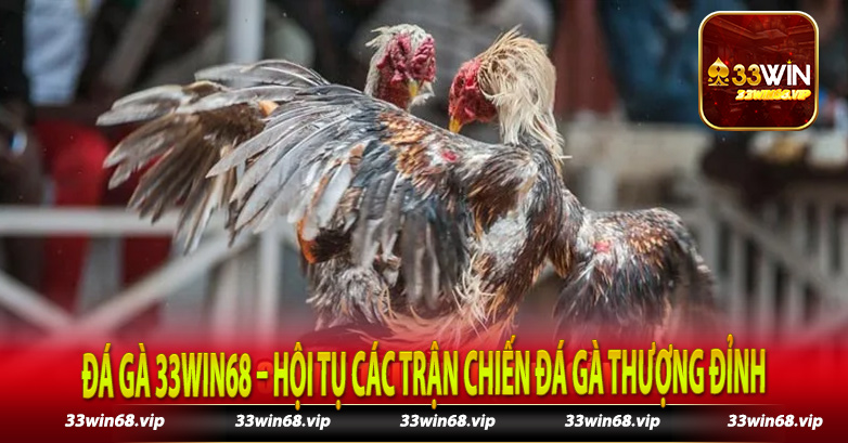 Đá Gà 33Win68 – Hội Tụ Các Trận Chiến Đá Gà Thượng Đỉnh